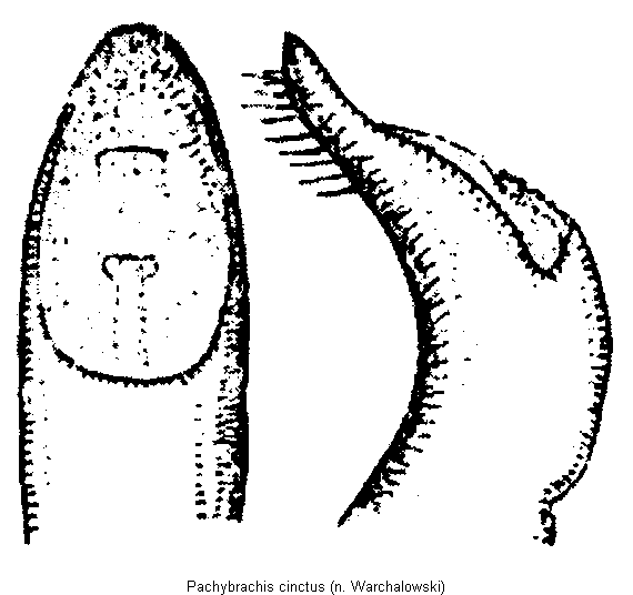 pachybrachis_cinctus.gif