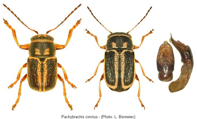 pachybrachis_cinctus.jpg