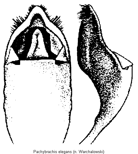 pachybrachis_elegans.gif