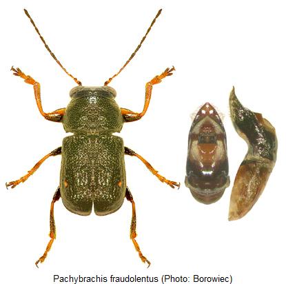 pachybrachis_fraudolentus_hab.jpg