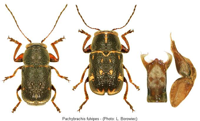 pachybrachis_fulvipes.jpg