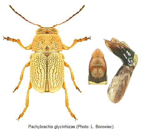 pachybrachis_glycirrhizae_hab.jpg