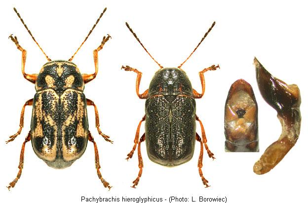 pachybrachis_hieroglyphicus.jpg