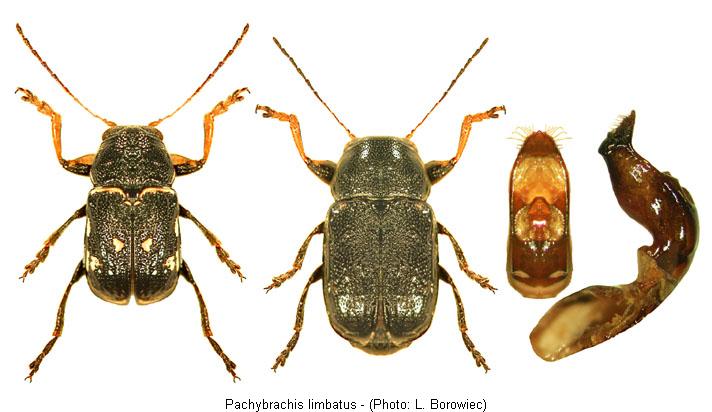 pachybrachis_limbatus.jpg