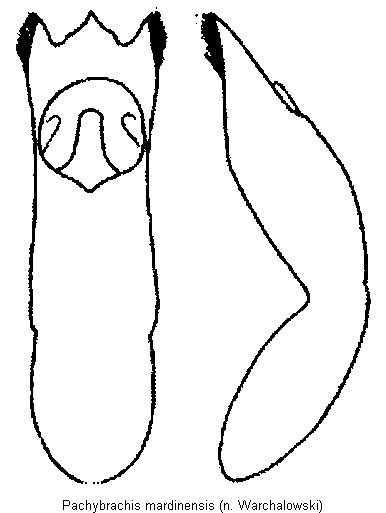 pachybrachis_mardinensis.gif