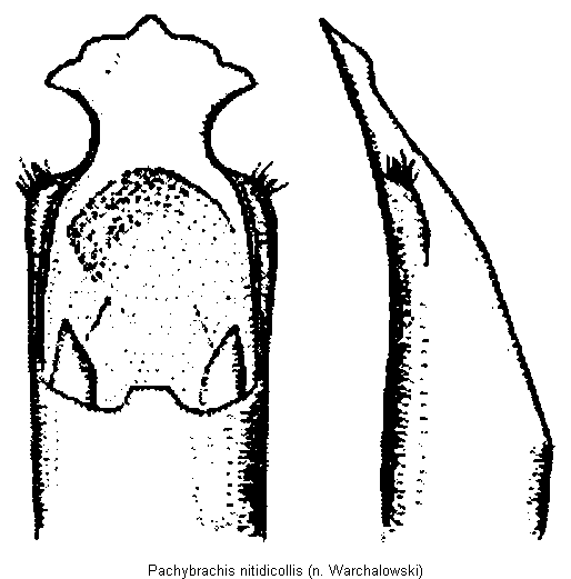 pachybrachis_nitidicollis.gif