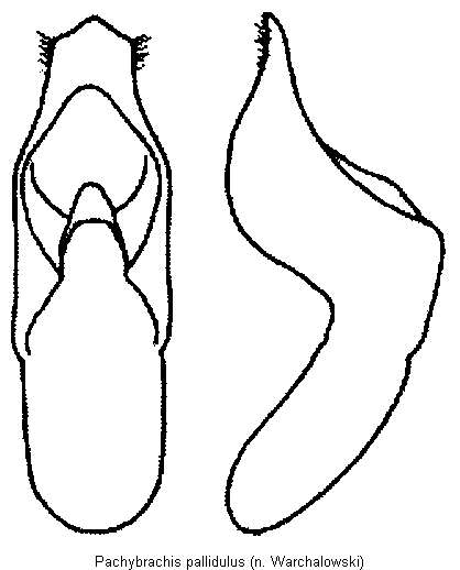 pachybrachis_pallidulus.gif