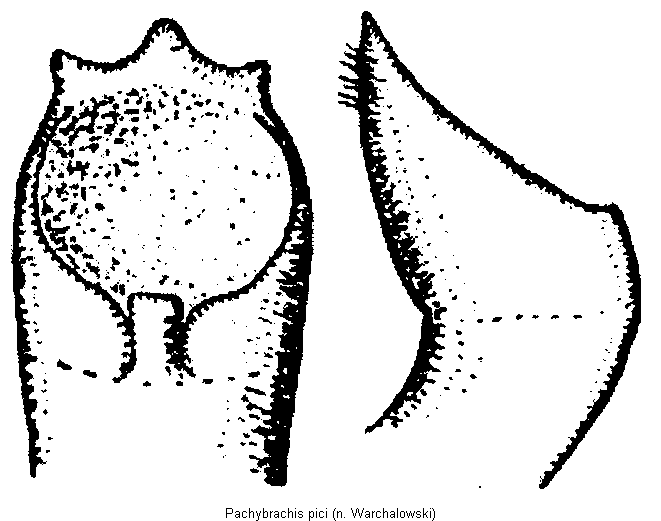 pachybrachis_pici.gif