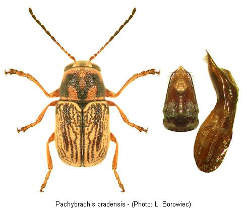 pachybrachis_pradensis.jpg