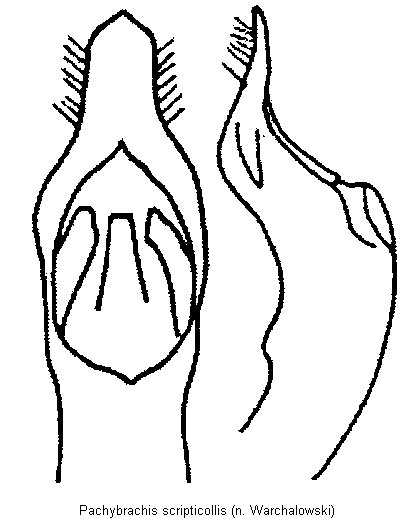 pachybrachis_scripticollis.gif
