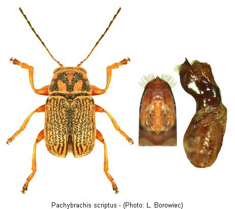 pachybrachis_scriptus.jpg