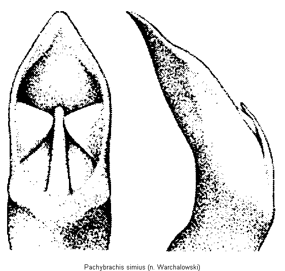 pachybrachis_simius.gif