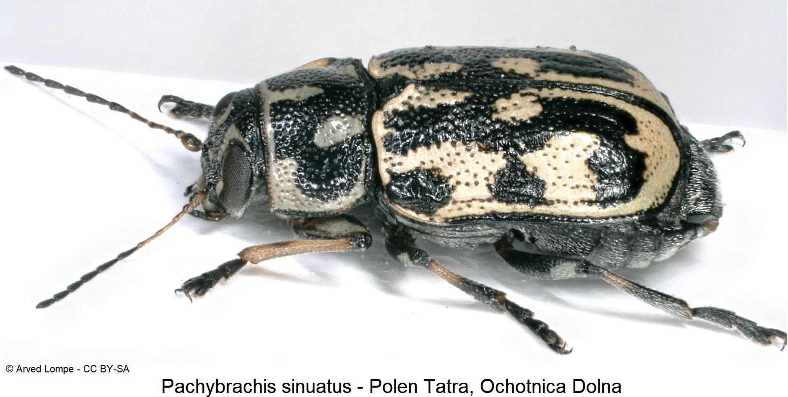 pachybrachis_sinuatus_ck32746841_sa-1.jpg