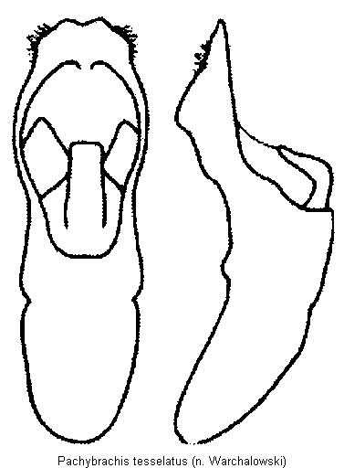 pachybrachis_tesselatus.gif