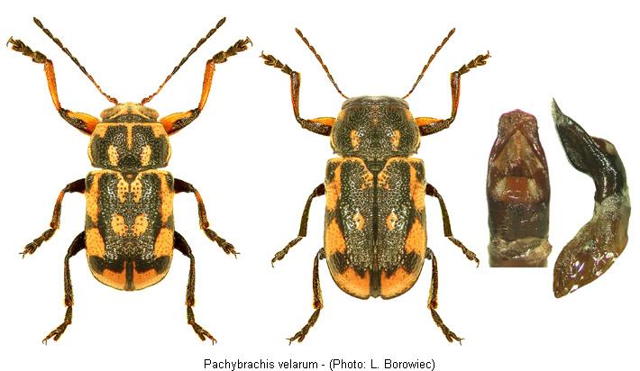 pachybrachis_velarum.jpg