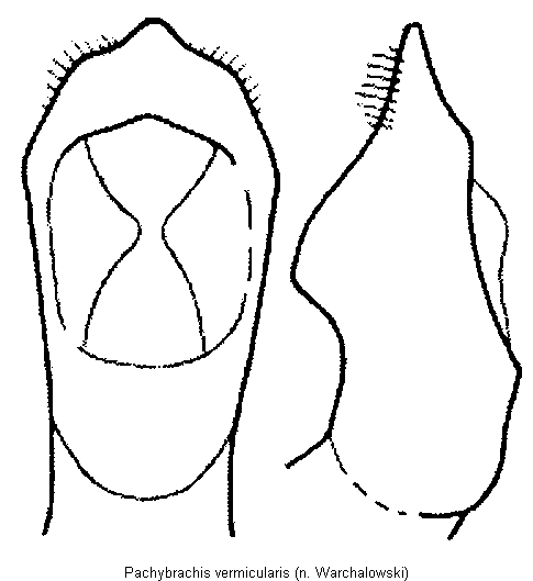 pachybrachis_vermicularis.gif