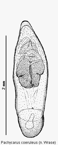 pachycarus_coeruleus.gif