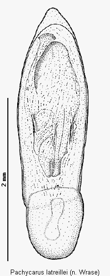 pachycarus_latreillei.gif