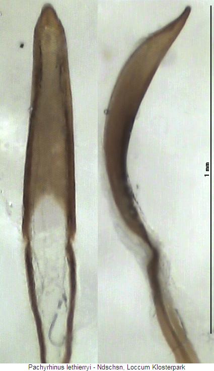 pachyrhinus_lethierryi.jpg