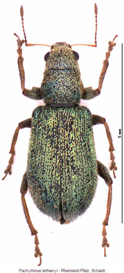 pachyrhinus_lethierryi_hab.jpg