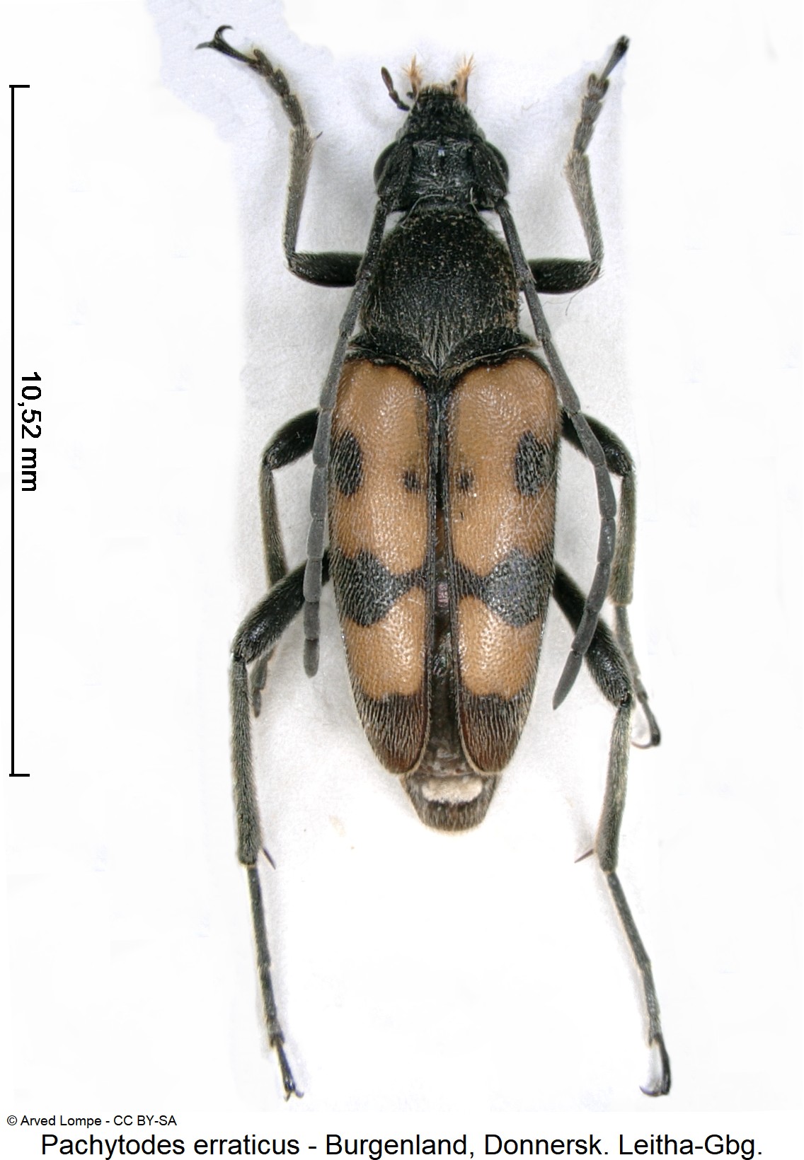 pachytodes_erraticus_ck10990_hab.jpg