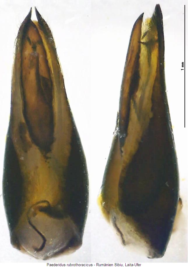 paederidus_rubrothoracicus.jpg