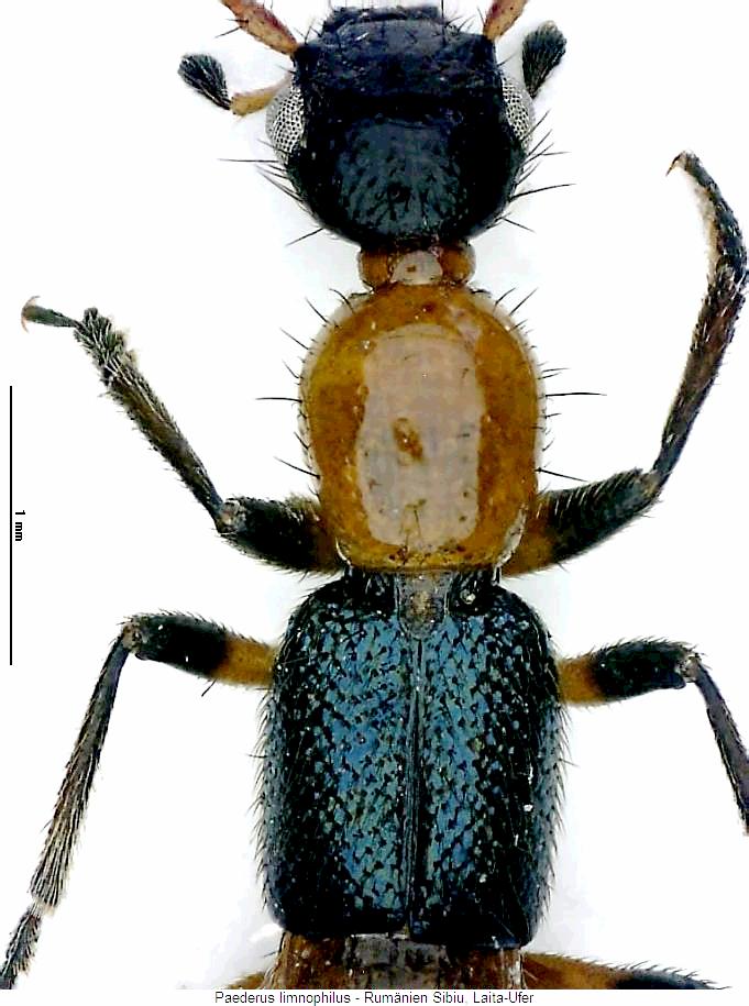 paederus_limnophilus_vk.jpg