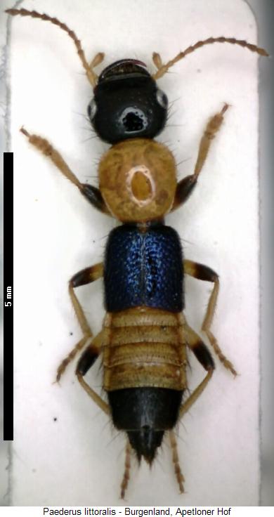 paederus_littoralis_hab.jpg