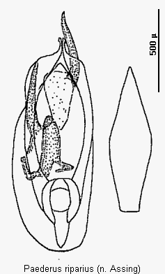 paederus_riparius.gif