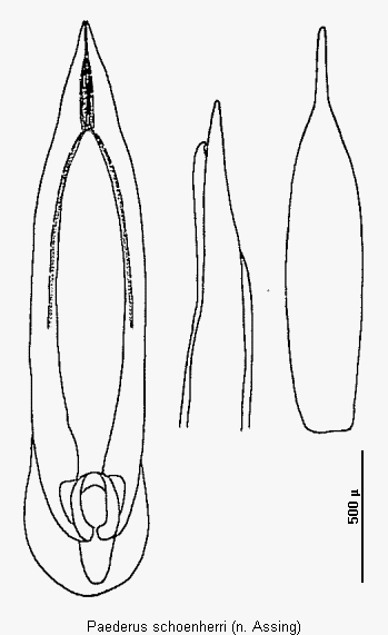 paederus_schoenherri.gif
