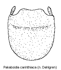 pakabsidia_carinthiaca.gif