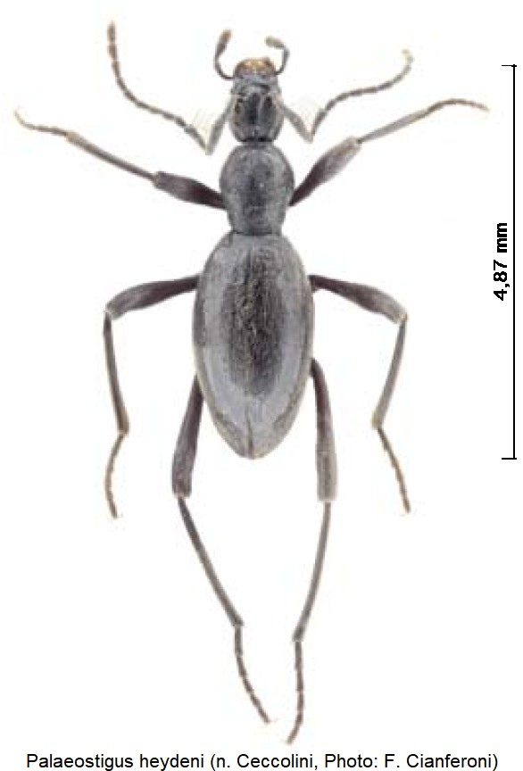 palaeostigus_heyden_hab.jpg