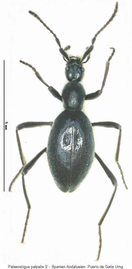 palaeostigus_palpalis_w_hab.jpg