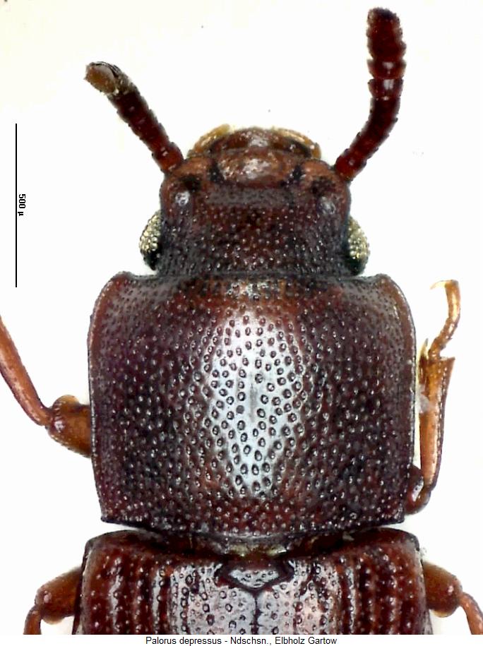 palorus_depressus_vk.jpg