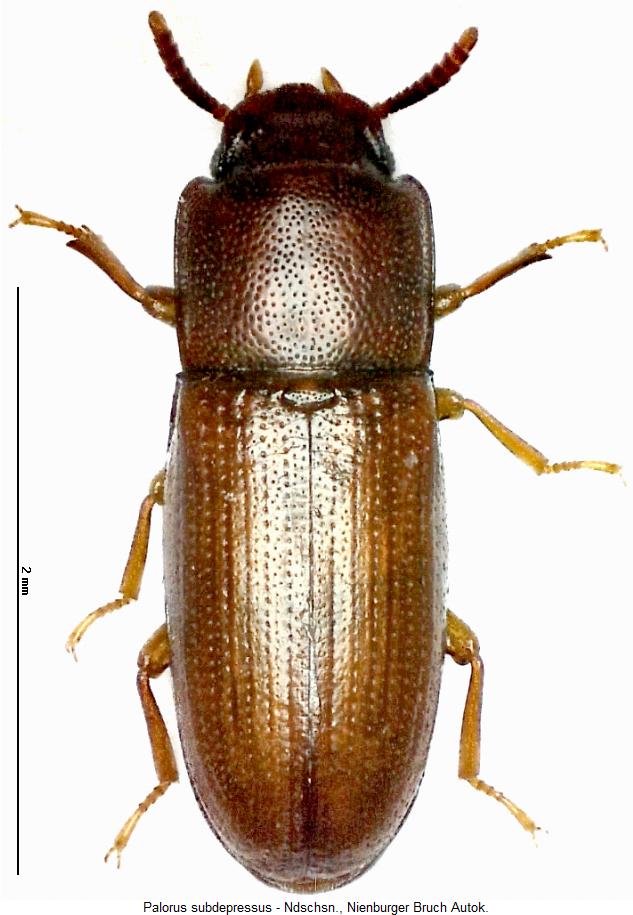 palorus_subdepressus_hab.jpg