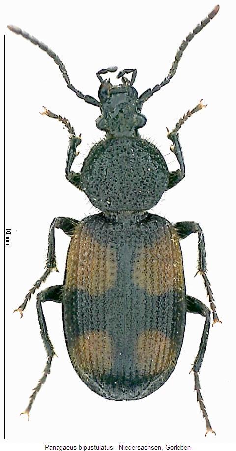 panagaeus_bipustulatus_hab.jpg