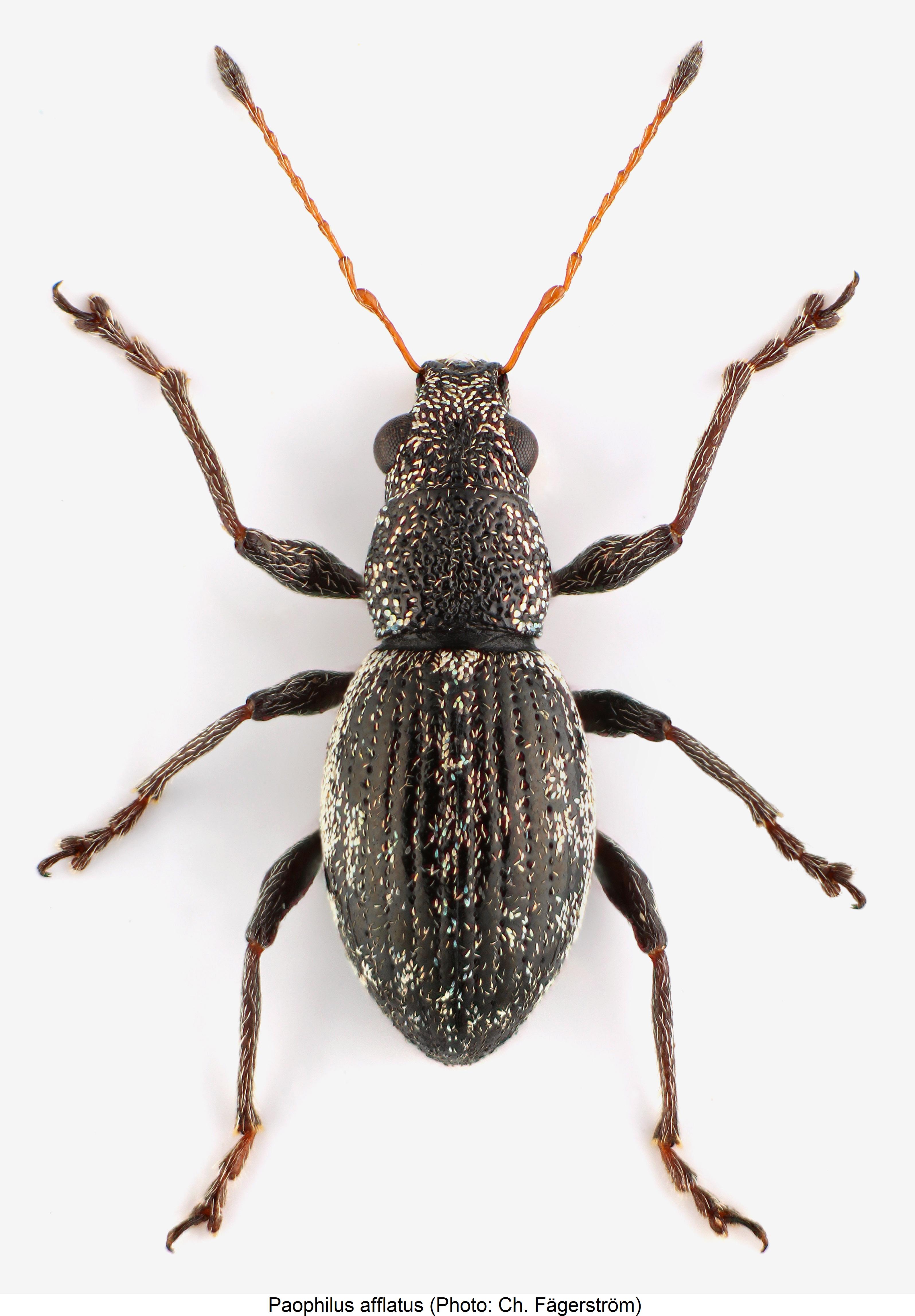 paophilus_afflatus.jpg