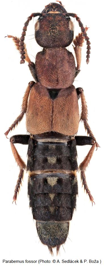 parabemus_fossor_hab.jpg