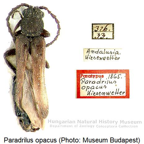 paradrilus_opacus_hab.jpg