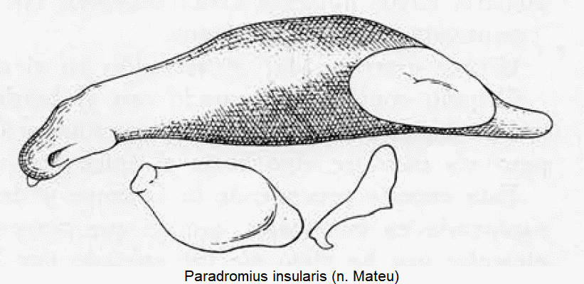 paradromius_insularis.gif