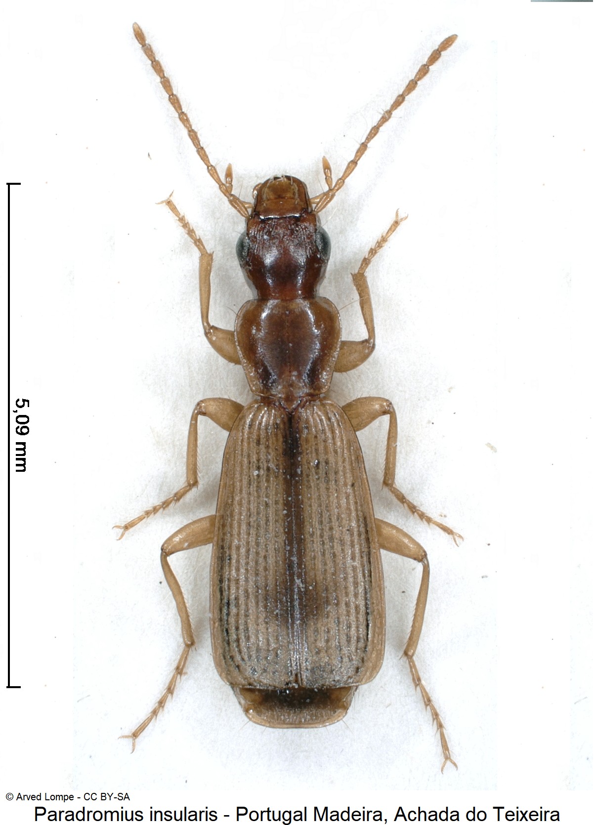 paradromius_insularis_ck19789_hab.jpg