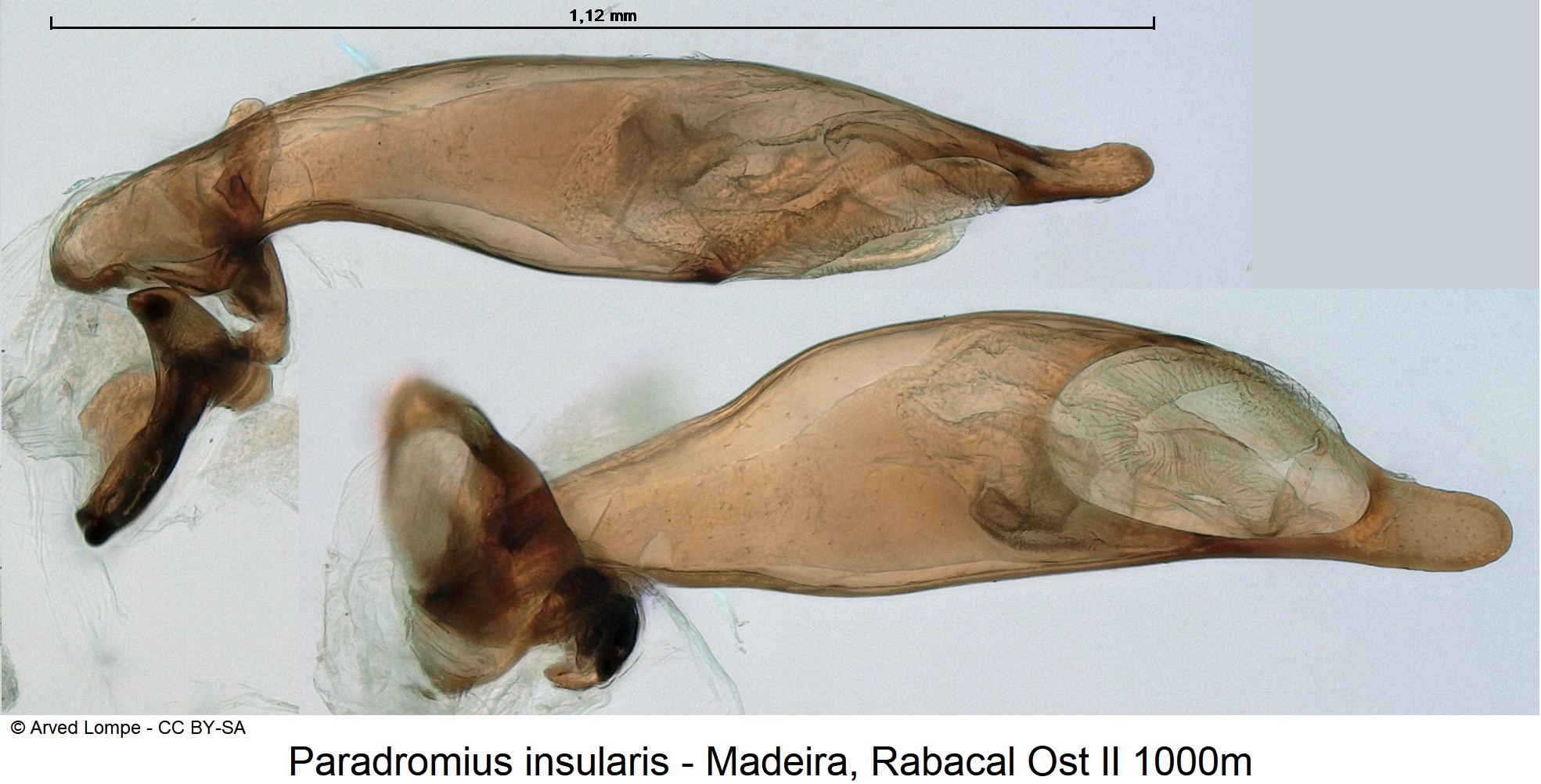 paradromius_insularis_ck20245.jpg
