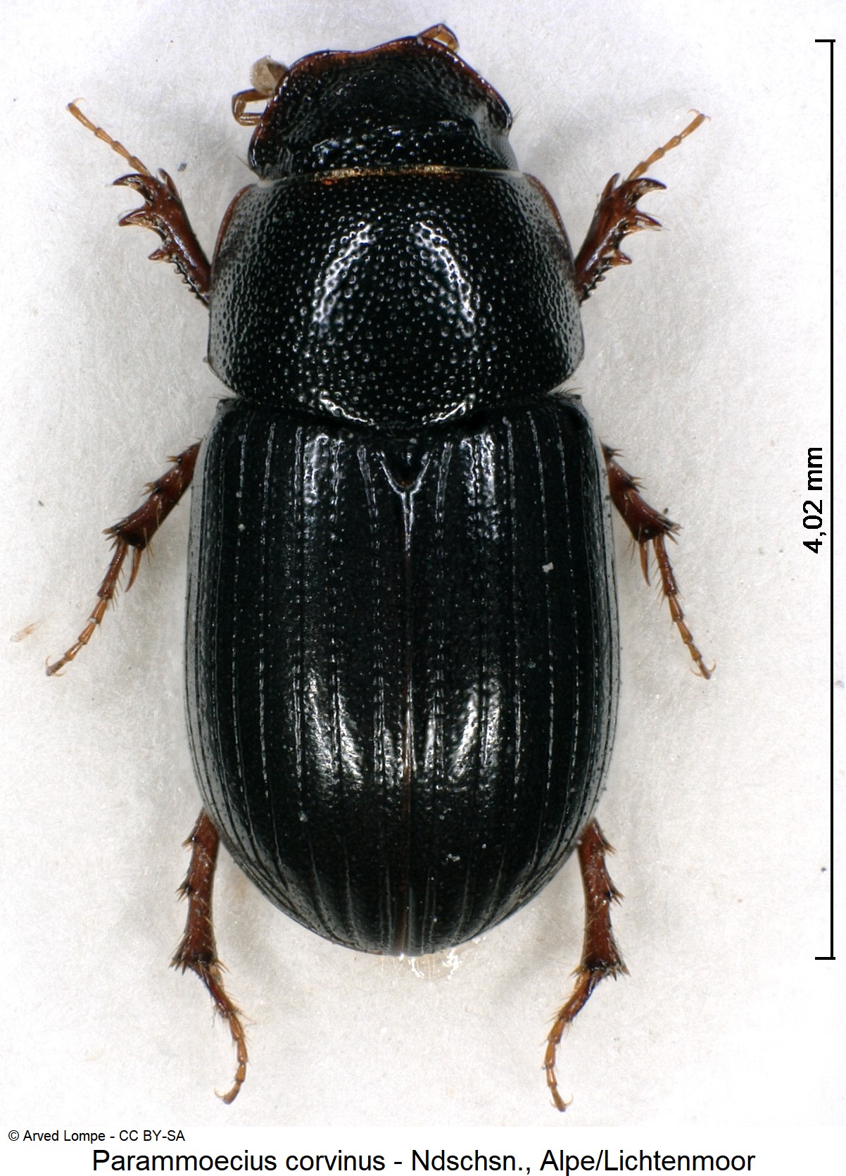 parammoecius_corvinus_ck21499_hab.jpg