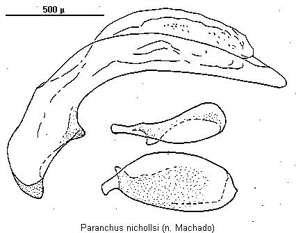 paranchus_nichollsi.gif