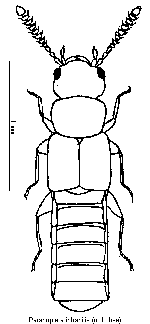 paranopleta_inhabilis_hab.gif