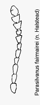 parasilvanus_fairmairei_f.gif