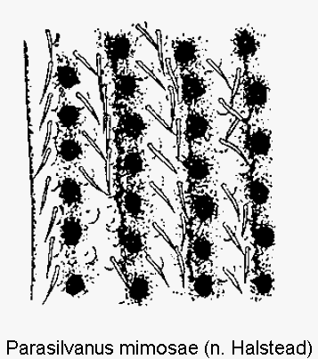 parasilvanus_mimosae_fld.gif