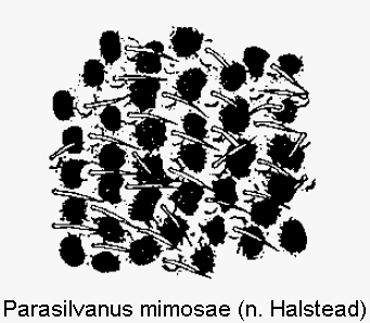 parasilvanus_mimosae_ms.gif