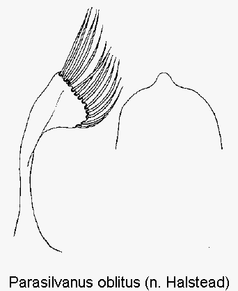 parasilvanus_oblitus.gif
