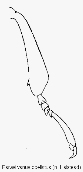 parasilvanus_ocellatus_hschn.gif